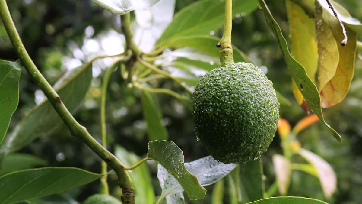 A single avocado ripening on the tree, its skin beaded with rain, among the orchard leaves