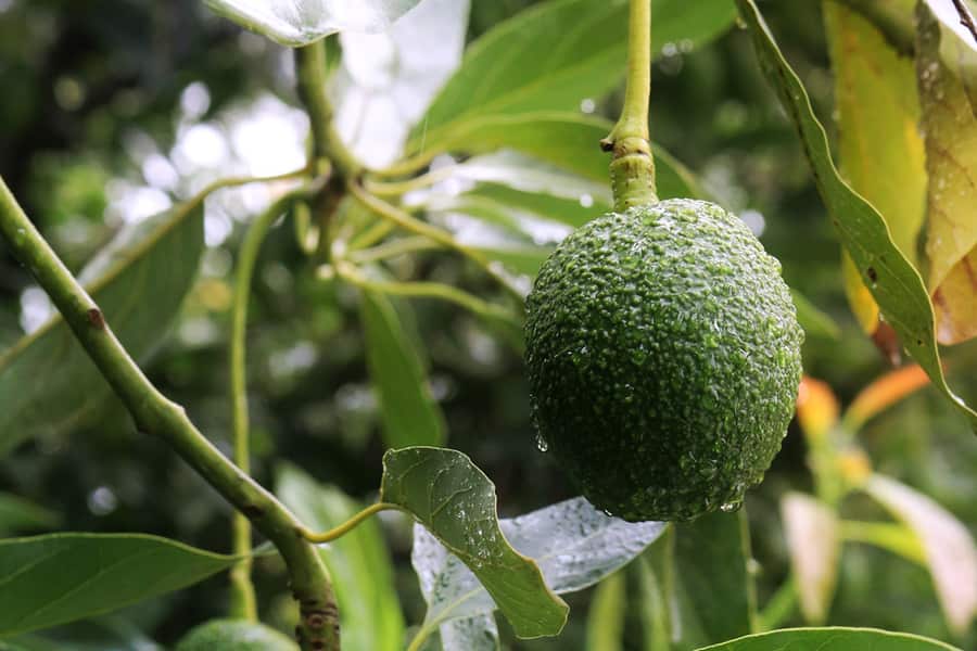 A single avocado ripening on the tree, its skin beaded with rain, among the orchard leaves